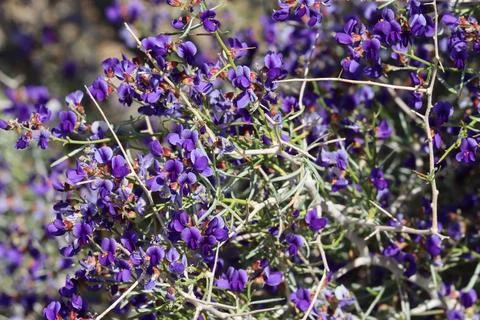 PSOROTHAMNUS SCHOTTII BLOOM Stock Photos