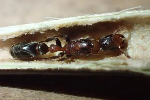 Psuedomyrmex queen Foto stock