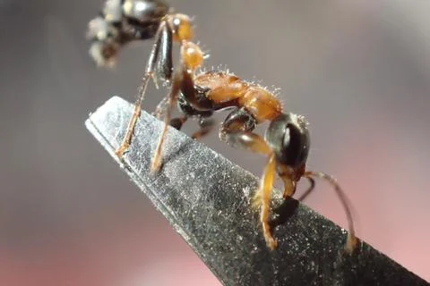 Psuedomyrmex worker Foto stock