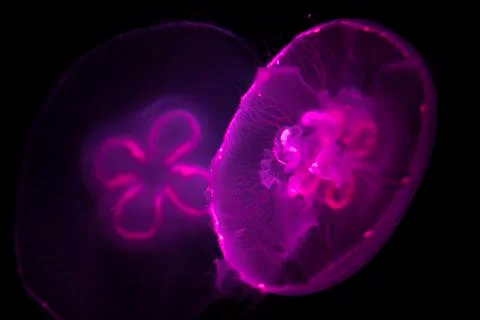 Psychedelic Flower Jellyfish Stock Photos