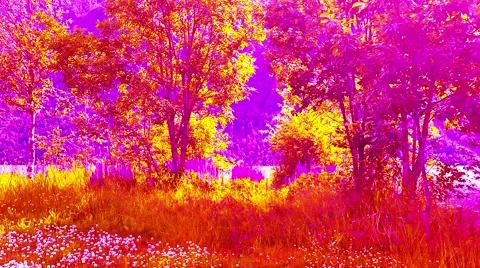 Psychedelic forest with flowers on LSD | Stock Video | Pond5