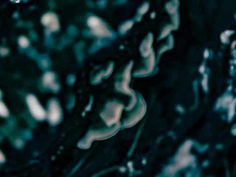 Psychedelic Fungal Texture – Digitally Altered Mushroom Surface Stock Illustration