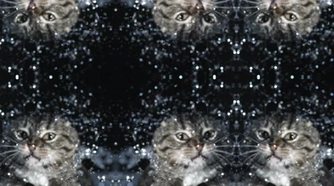 Psychedelic Kaleidescope of cat shaking its wet fur. Slow motion. Over black. Stock Footage