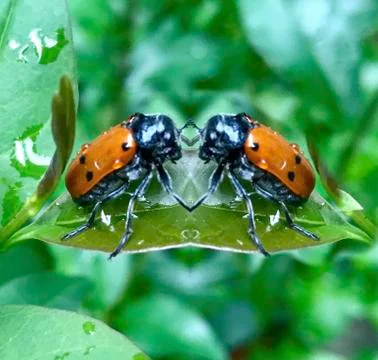 Psychedelic Ladybug 스톡 사진