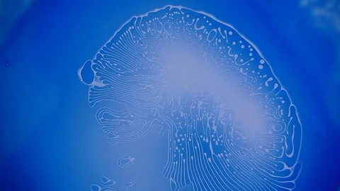 Psychedelic light show, patterns in water, oil, paint. Swirls, ink explosion. Video stock 123830002