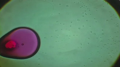 Psychedelic Liquid Light Show Stock Footage 46196128