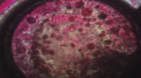 Psychedelic Liquid Light Show Stock Footage 46210736