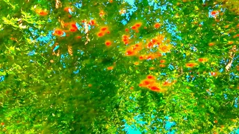 Psychedelic Liquid Nature with greens and blue with Red Focal Points Stock Footage 249770165