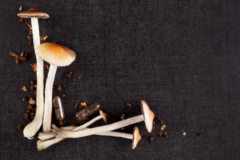Psychedelic mushrooms with copy space. Psychedelic mushroom medicine, Magi... Stock Photos