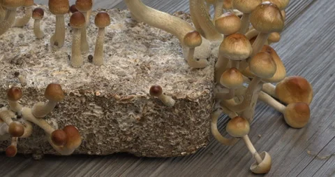 Psychedelic mushrooms on mycelium block. Stock Footage 279768647
