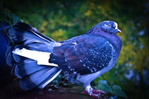 Psychedelic Pigeon Stock Photos