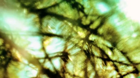 Psychedelic Pine Tree Branches Through Glass Swaying In Breeze Stock Footage 237718247