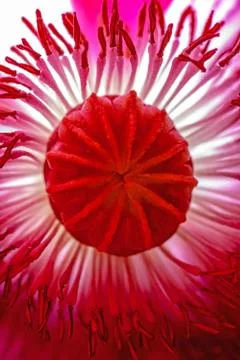 Psychedelic Rush Stock Photos