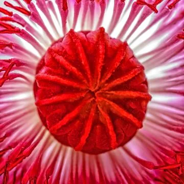 Psychedelic Rush Stock Photos