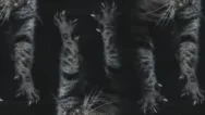 Psychedelic Tessellation Of House Cat Falling Into Water. Over Black Slow Motion Stock Footage