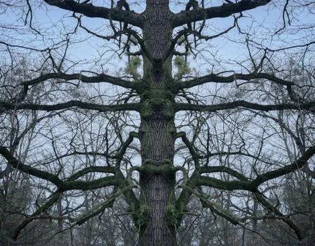 Psychedelic tree branches pattern for background Illustrazione stock