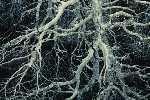 Psychedelic tree branches pattern for background Stock Photos