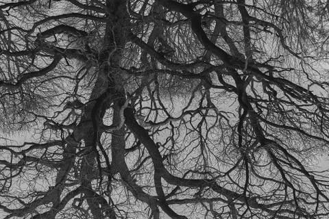 Psychedelic tree branches pattern for background Stock Photos