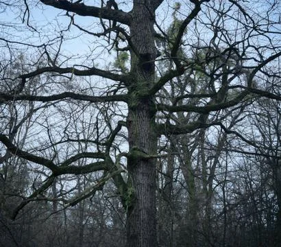 Psychedelic tree branches pattern for background Stock Photos