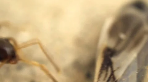 Psycho ants attack in macro Stock Footage 8688914