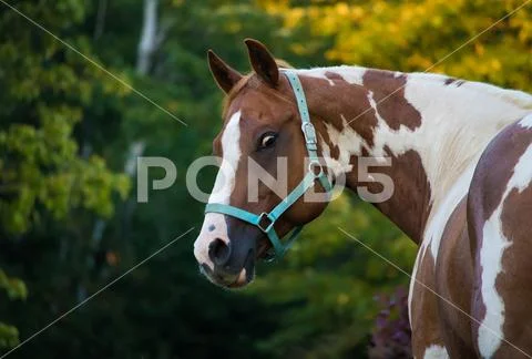 Psycho Horse Stare Stock Photos
