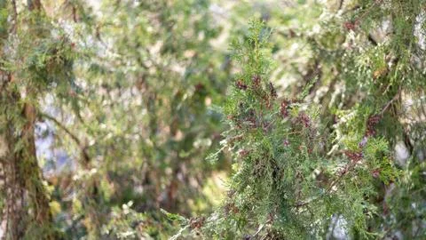 Psycho pine tree Stock Photos