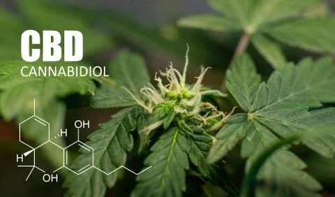 .psychoactive elements in marijuana buds. Magnifying glass to check marijuana 스톡 사진