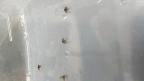 Psychodidae Stock Photos