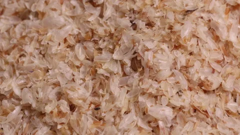 Psyllium Husk Isobgol Stock Footage 133552103