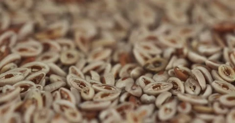 Psyllium seeds closeup rotating selective focus Stock Footage 148080622