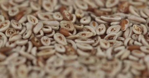 Psyllium seeds closeup rotating selective focus Stock Footage 152366542