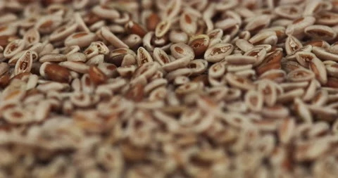 Psyllium seeds falling onto a plate closeup Stock Footage 147439043