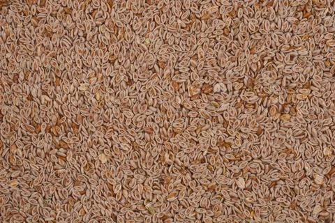 Psyllium seeds Stock Photos