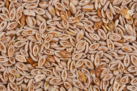 Psyllium seeds Stock Photos