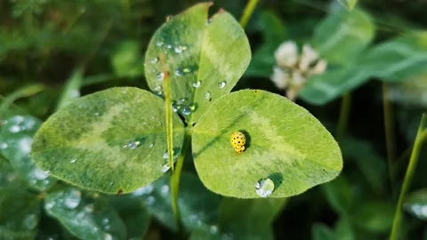 Psyllobora vigintiduopunctata on a clover leaf Stock Footage 250542467
