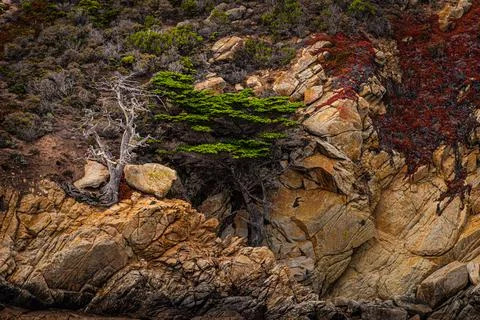 Pt Lobos Cypress Cliffs Stock Photos