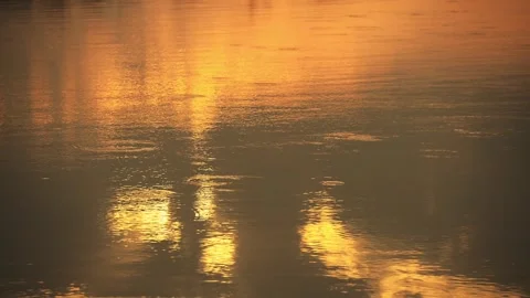 Ptaki14 Stock Footage 317002507