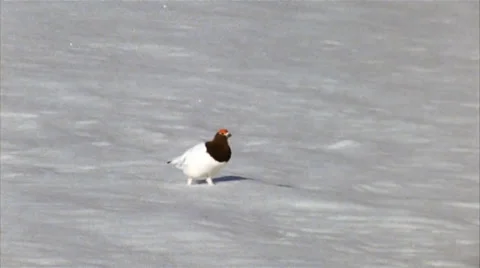 Ptarmigan 2 Stock Footage 30016676