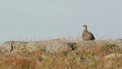 Ptarmigan Lagopus mutus Stock Footage 98793577