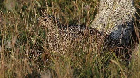 Ptarmigan Lagopus mutus Stock Footage 98793615