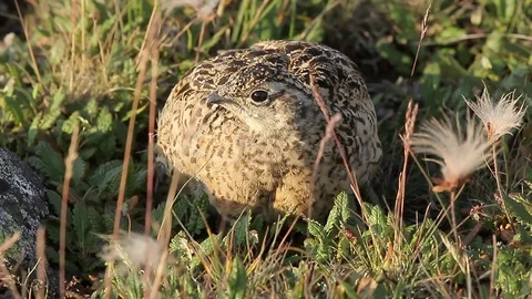 Ptarmigan Lagopus mutus Stock Footage 98793657
