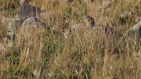 Ptarmigan Lagopus mutus Stock Footage 98793678