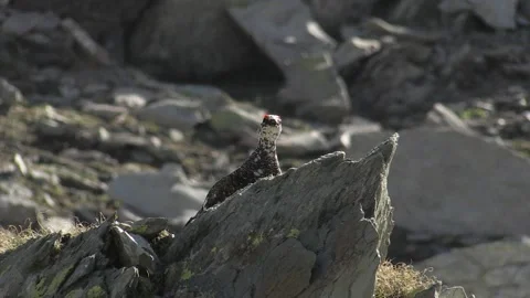 Ptarmigan Pernice bianca (Lagopus muta) Stock Footage 236421234