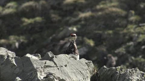 Ptarmigan Pernice bianca (Lagopus muta) Stock Footage 236421472