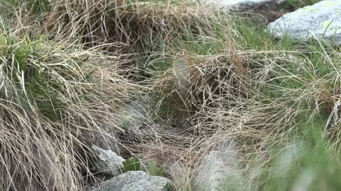 Ptarmigan Pernice bianca (Lagopus muta) Stock Footage 244003062