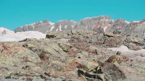 Ptarmigan Phase Change Video stock 220193678