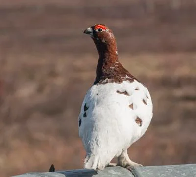 Ptarmigan Stock Photos