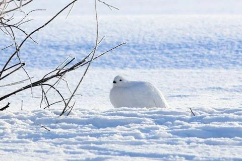 Ptarmigan Foto stock
