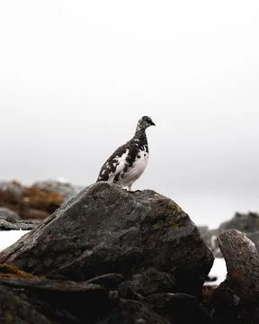 Ptarmigan spotted on one of Scotland's Munros. Stock Photos