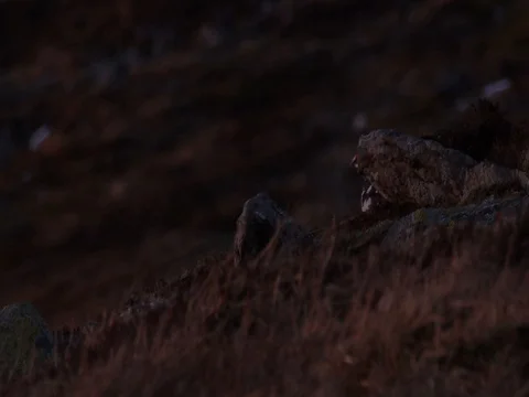 Ptarmigan walking out from behind a rock 库存影片 80897733